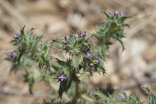 Hollyleaf pincushionplant: Navarretia atractyloides at Cone Peak Monterey County, California, USA, One year post burn, chaparral latitude 36.05194 longitude -121.49528