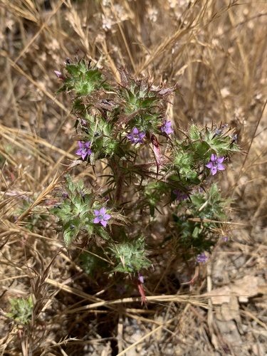 Hollyleaf pincushionplant (Navarretia atractyloides)