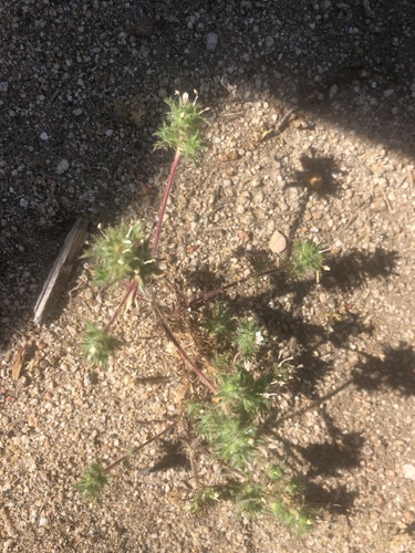 Hollyleaf pincushionplant (Navarretia atractyloides)