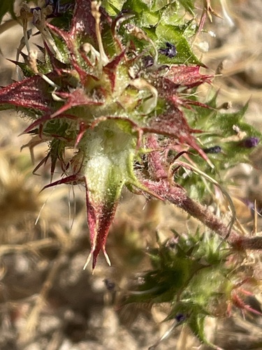 Hollyleaf pincushionplant (Navarretia atractyloides)