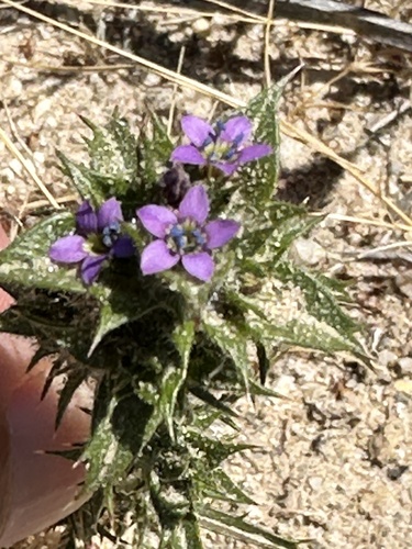 Hollyleaf pincushionplant (Navarretia atractyloides)