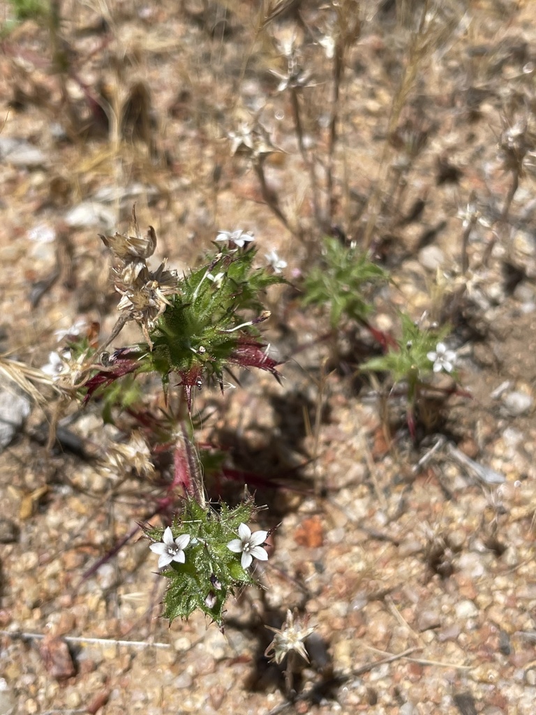 Hollyleaf pincushionplant (Navarretia atractyloides)