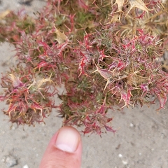 Hollyleaf pincushionplant (Navarretia atractyloides)