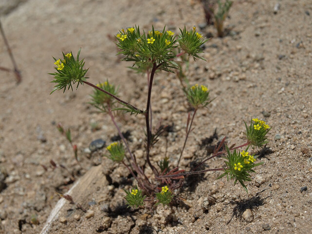 Brewer's navarretia: yellow pincushion plant, Navarretia breweri, California, Glass Mountain, Benton Crossing Road, Owens Valley drainage, elevation 2228 m (7310 ft). One of my favo