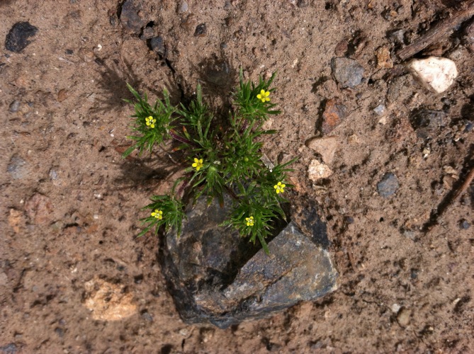 Brewer's navarretia: Navarretia breweri in the Bodie Hills