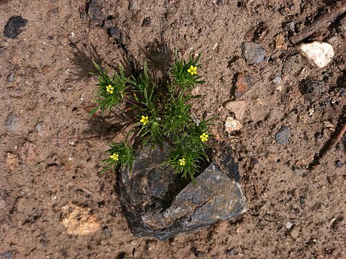 Brewer's navarretia: Navarretia breweri in the Bodie Hills