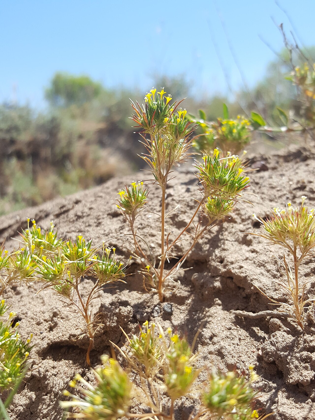 Brewer's navarretia: Yellow pincushion plant ( Navarretia breweri ) in the United States