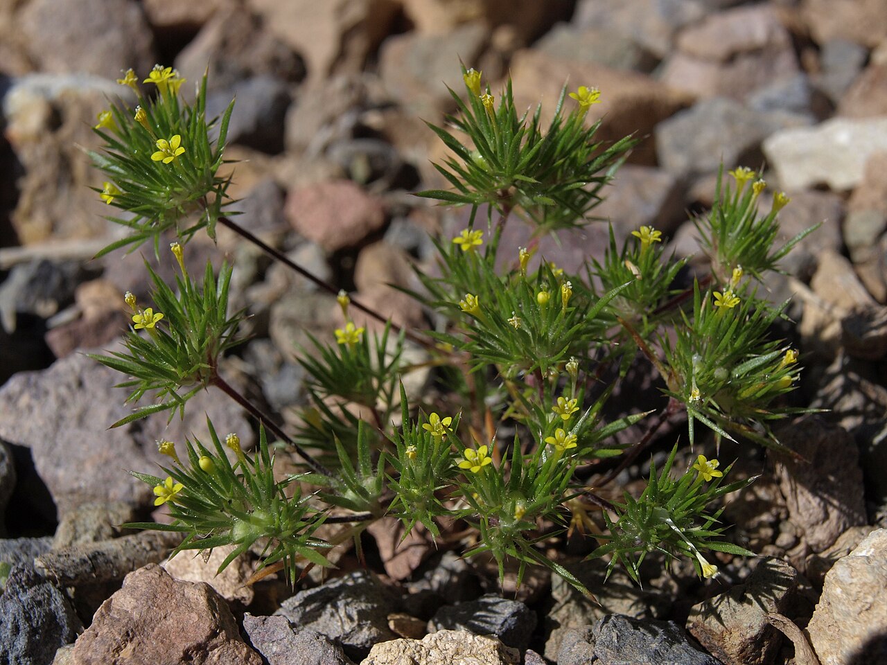 Brewer's navarretia: yellow pincushion plant, Navarretia breweri, Nevada, White Mountains, Sugarloaf, Sugarloaf Canyon, Pinchot Creek - Columbus Salt Marsh watershed, elevation 2633