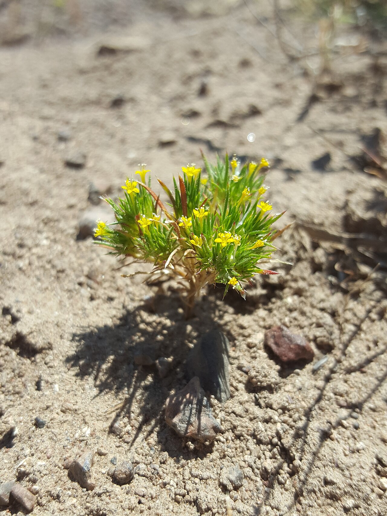 Brewer's navarretia: Yellow pincushion plant ( Navarretia breweri ) in the United States