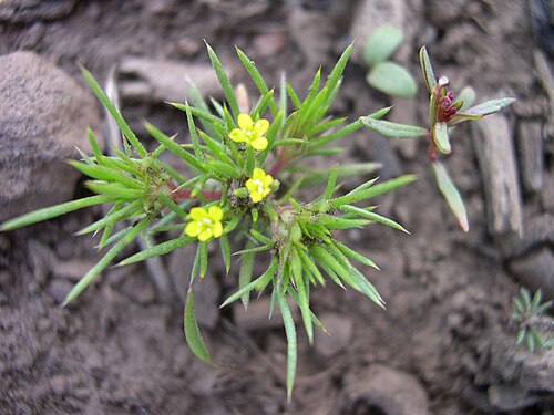 Brewer's navarretia: Navarretia breweri in southwest Idaho