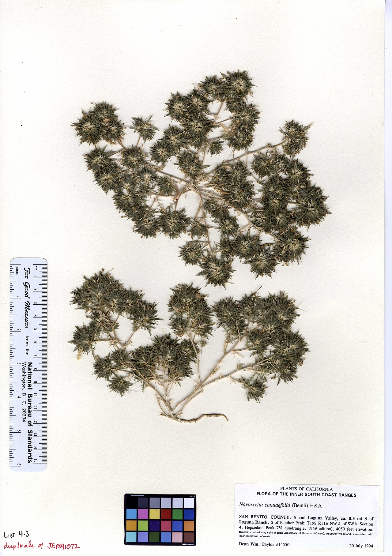 Cotulaleaf pincushionplant: Navarretia cotulifolia dupl. of JEPS91072