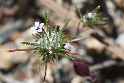 Divaricate navarretia: Navarretia divaricata ssp. vividior at Cisco (Placer County, California, US), yellow pine forest meadow