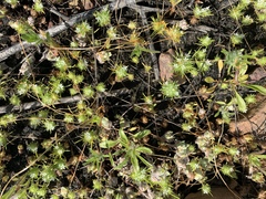 Vernalpool pincushionplant (Navarretia fossalis)