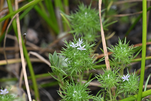 Vernalpool pincushionplant (Navarretia fossalis)