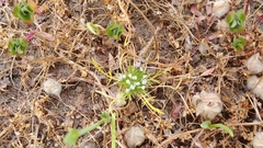 Vernalpool pincushionplant (Navarretia fossalis)