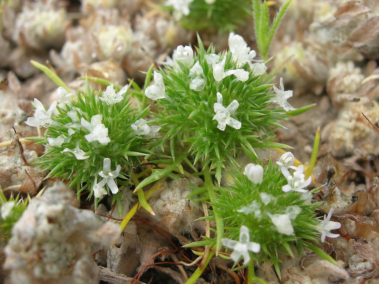 Vernalpool pincushionplant: Navarretia fossalis