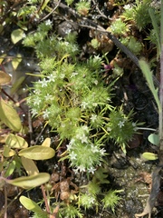 Vernalpool pincushionplant (Navarretia fossalis)