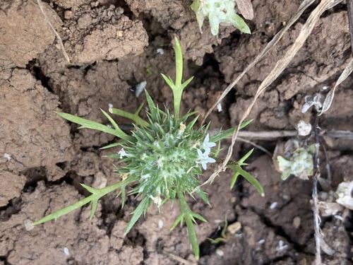 Vernalpool pincushionplant (Navarretia fossalis)