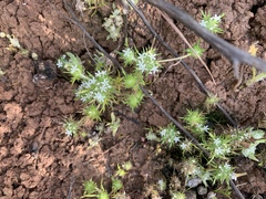Vernalpool pincushionplant (Navarretia fossalis)