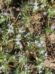 Vernalpool pincushionplant (Navarretia fossalis)