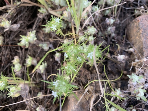 Vernalpool pincushionplant (Navarretia fossalis)