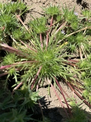 Vernalpool pincushionplant (Navarretia fossalis)