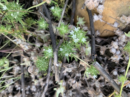 Vernalpool pincushionplant (Navarretia fossalis)