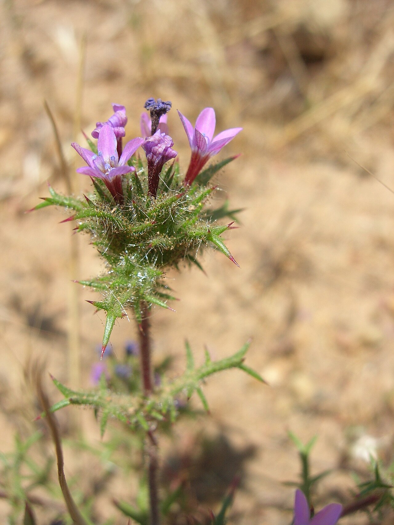 Hooked pincushionplant: Navarretia hamata , Otay Mountain, San Diego County, CA, USA