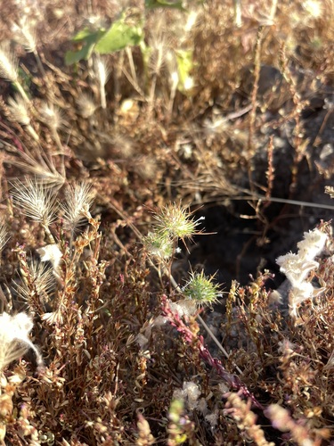 Needleleaf navarretia (Navarretia intertexta)