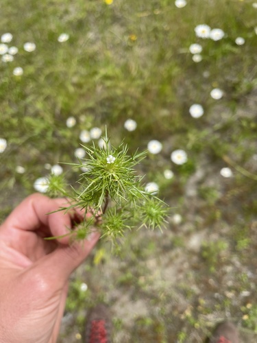 Needleleaf navarretia (Navarretia intertexta)