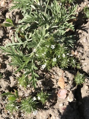 Needleleaf navarretia (Navarretia intertexta)