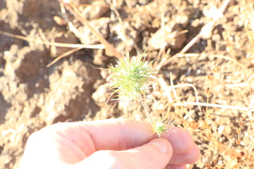 Needleleaf navarretia (Navarretia intertexta)