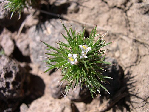 Needleleaf navarretia: Navarretia intertexta ssp. propinqua in southwest Idaho