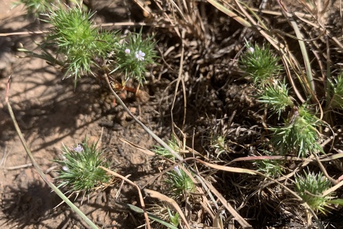 Needleleaf navarretia (Navarretia intertexta)
