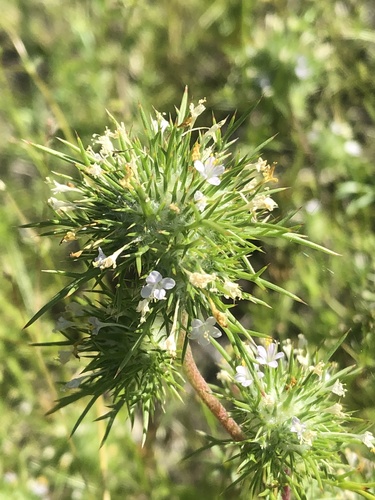 Needleleaf navarretia (Navarretia intertexta)