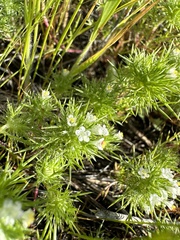 Needleleaf navarretia (Navarretia intertexta)