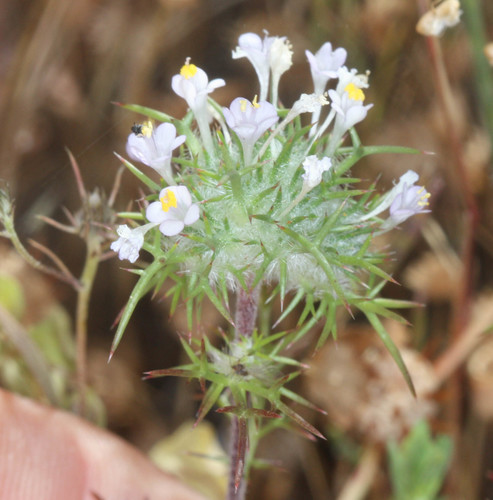 Needleleaf navarretia (Navarretia intertexta)