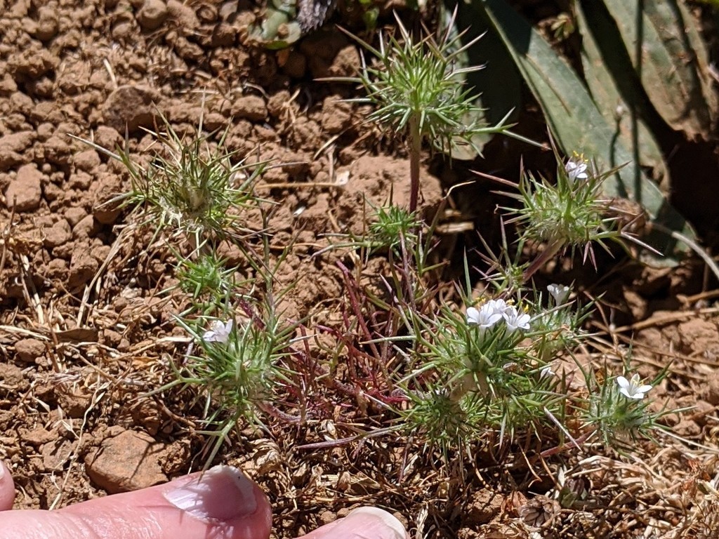 Needleleaf navarretia (Navarretia intertexta)