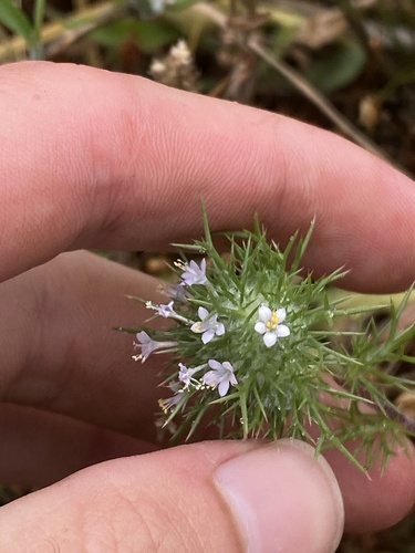Needleleaf navarretia (Navarretia intertexta)