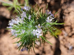 Needleleaf navarretia (Navarretia intertexta)