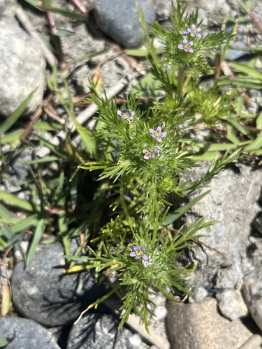 Navarretia involucrata (Navarretia involucrata)