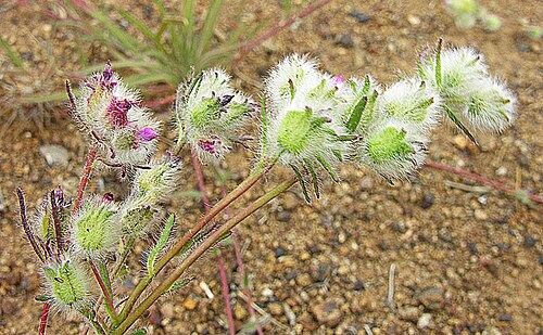 Navarretia involucrata: A fuzzy weed from the Andes of central and south Chile and Argentina. In context at www.dixpix.ca/sth_cordillera/flora/heath/index.html