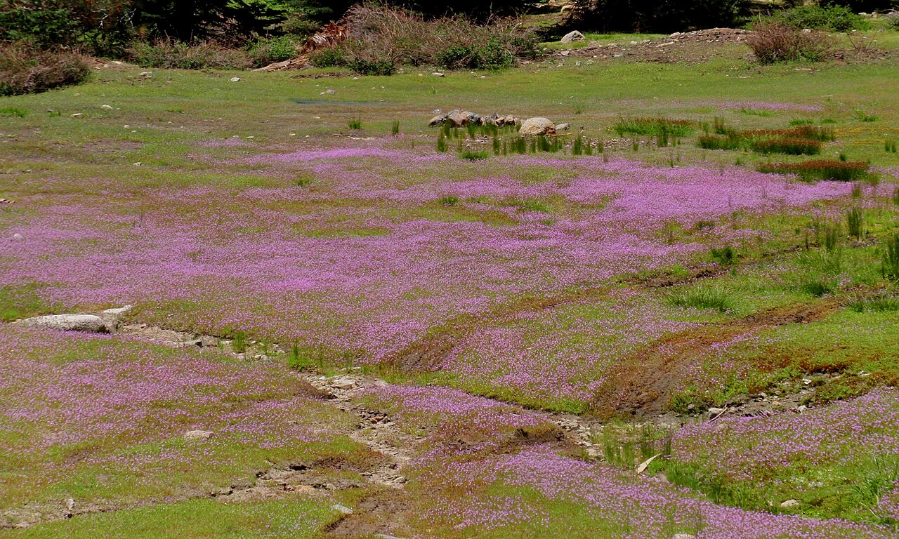 Bridges' pincushionplant: Carpet of Navarretia leptalea along Sky Ranch Road, Madera County, CA, USA
