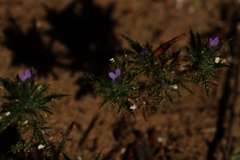 Honeyscented pincushionplant (Navarretia mellita)