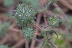 Honeyscented pincushionplant (Navarretia mellita)