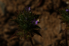 Honeyscented pincushionplant (Navarretia mellita)