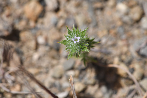 Honeyscented pincushionplant (Navarretia mellita)
