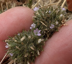 Honeyscented pincushionplant (Navarretia mellita)
