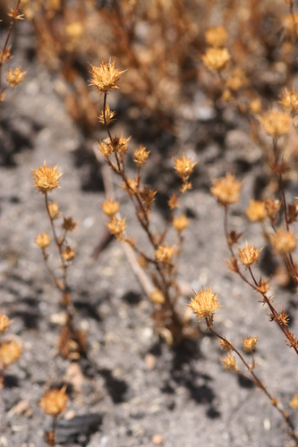 Honeyscented pincushionplant (Navarretia mellita)