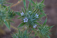 Honeyscented pincushionplant (Navarretia mellita)
